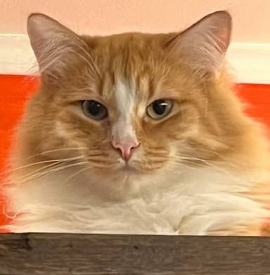 VERY FAT CAT